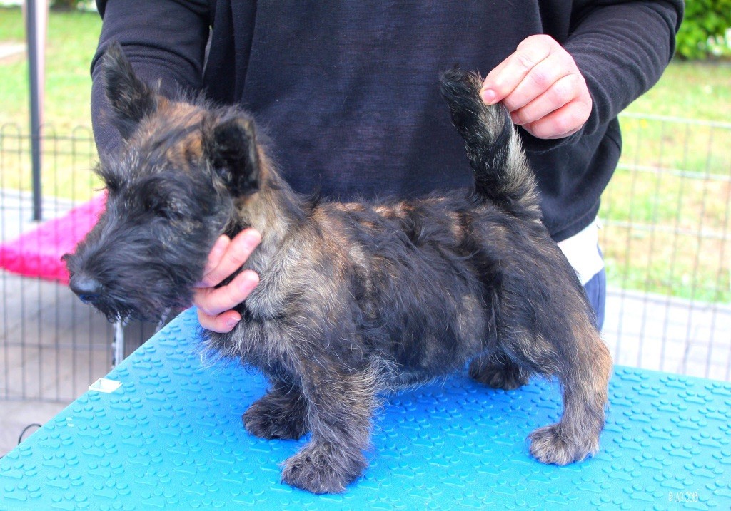 Sinequanone - Chiot disponible  - Scottish Terrier