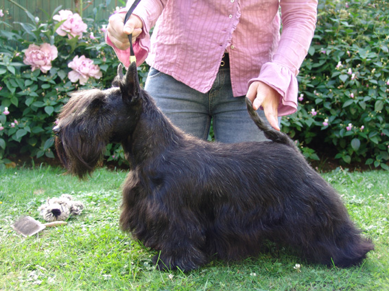 CH. Ps...i love you de Champernoune