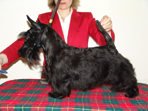 Sinequanone Berry berry extraordinary