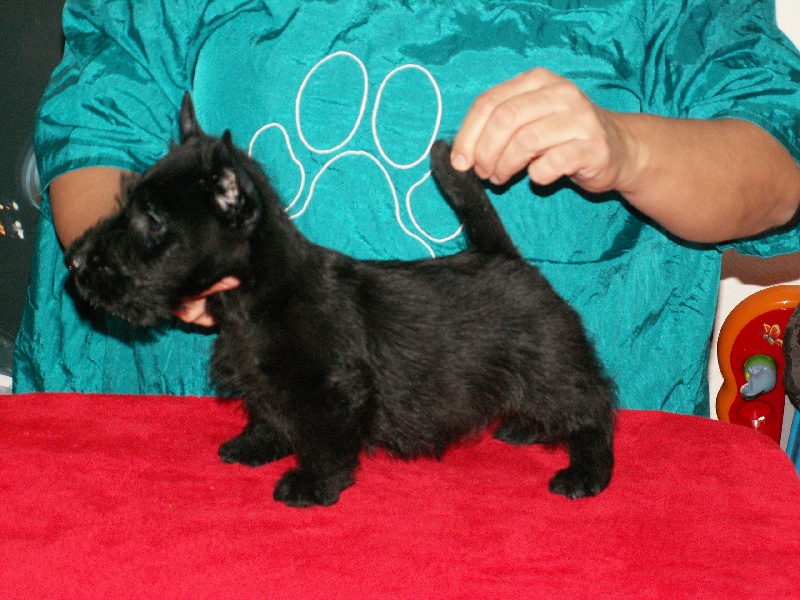Sinequanone - Scottish Terrier - Portée née le 22/11/2013